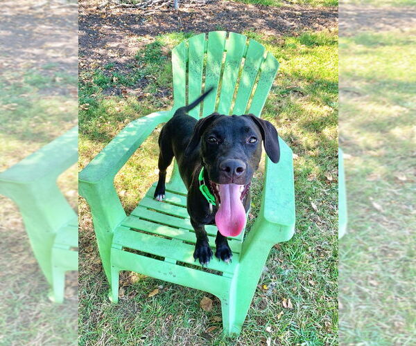 Medium Photo #12 Mutt Puppy For Sale in San Leon, TX, USA