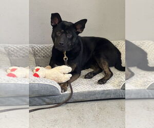 Midnight - Female German Shepherd Dog-Unknown Mix Dog for Adoption - Photo #4