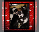 Small Photo #25 Cowboy Corgi Puppy For Sale in GALLEGOS, NM, USA