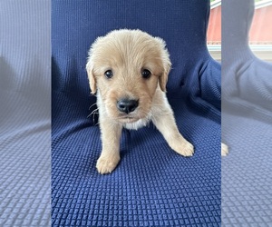 Golden Retriever Puppy for sale in SOUTH WATERFORD, ME, USA