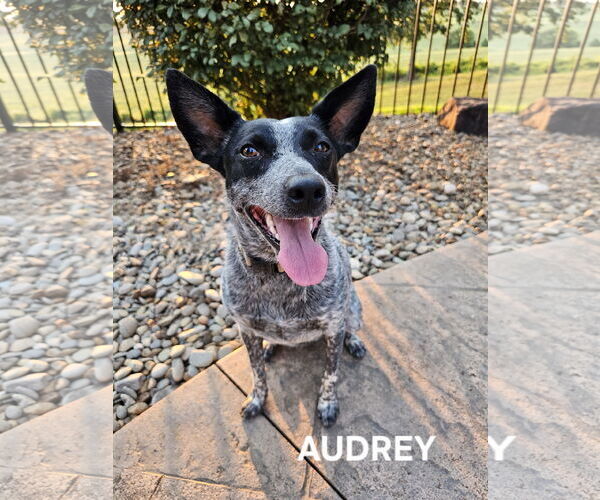 Medium Photo #5 Mutt Puppy For Sale in Garden City, NY, USA