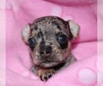 Small Photo #32 Chihuahua Puppy For Sale in CHARLESTON, AR, USA