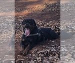 Small #7 Rottweiler