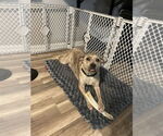 Small Labrador Retriever-Plott Hound Mix