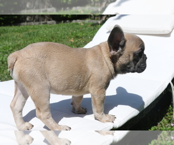 Medium Photo #2 French Bulldog Puppy For Sale in HOLLYWOOD, FL, USA