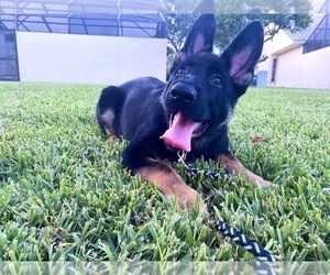 German Shepherd Dog Puppy for sale in MIAMI, FL, USA