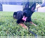 Small German Shepherd Dog