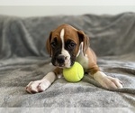 Puppy Royal Boxer