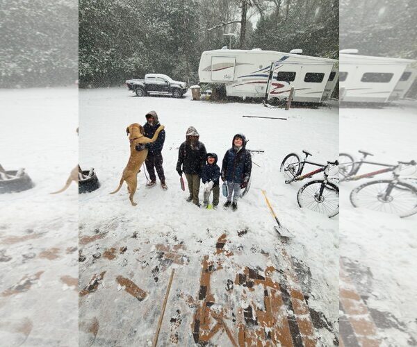 Medium Photo #4 Mutt Puppy For Sale in Goodyear, AZ, USA