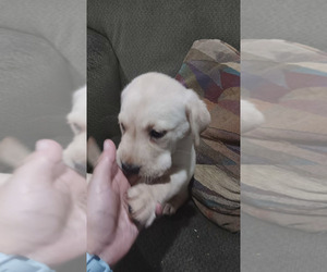 Labrador Retriever Puppy for sale in CENTREVILLE, MI, USA