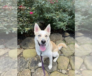 Orion - Male Labsky Dog for Adoption - Photo #6