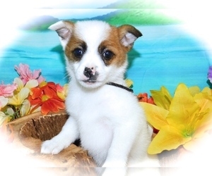 Pomerat Puppy for sale in HAMMOND, IN, USA