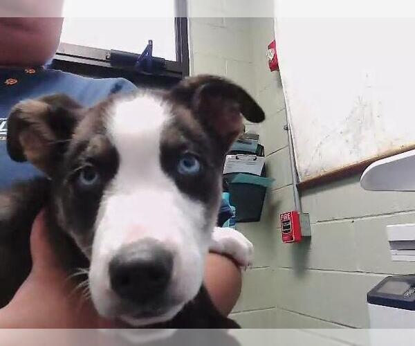 Medium Photo #1 Siberian Husky-Unknown Mix Puppy For Sale in Tulsa, OK, USA