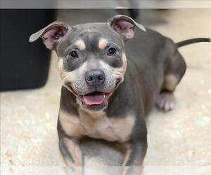 Mutt Dogs for adoption in Tulsa, OK, USA