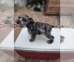 Small #5 Schnauzer (Miniature)