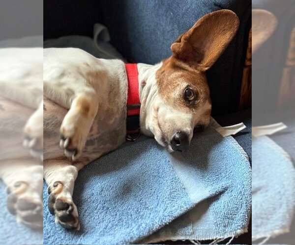 Medium Photo #6 Dachshund Puppy For Sale in Los Angeles, CA, USA