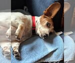 Small #5 Dachshund