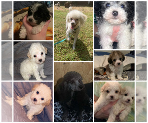 Poodle (Toy) Puppy for sale in STATESVILLE, NC, USA