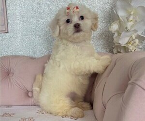 Bichpoo Puppy for sale in STUART, FL, USA