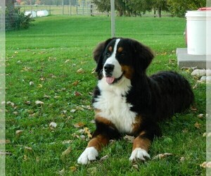 Mother of the Bernese Mountain Dog puppies born on 01/13/2024