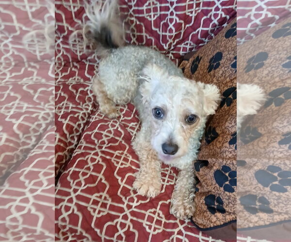 Medium Photo #6 Poodle (Miniature)-Unknown Mix Puppy For Sale in Eastman, GA, USA