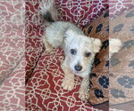 Small #5 Poodle (Miniature) Mix