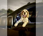 Small #2 Cocker Spaniel