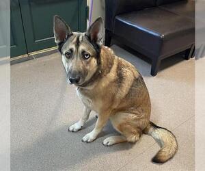 Siberian Husky-Unknown Mix Dogs for adoption in Pasadena, CA, USA