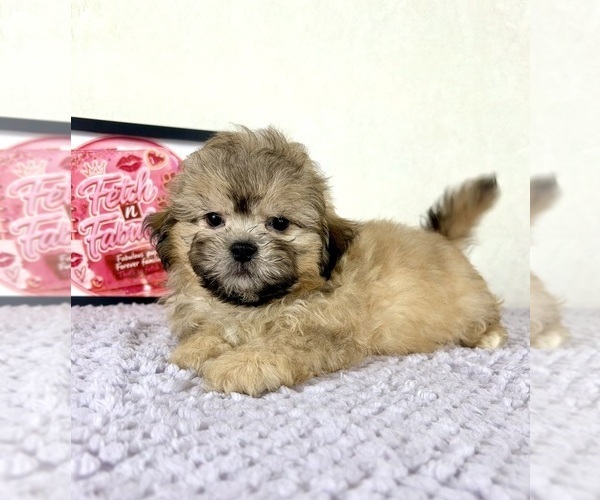 Medium Photo #3 Shih-Poo Puppy For Sale in INDIANAPOLIS, IN, USA