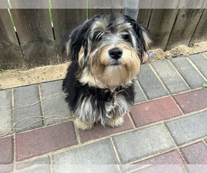 Morkie Puppy for sale in HAMMOND, IN, USA