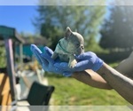 Small #19 French Bulldog