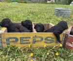 Small Photo #7 Aussiedoodle Puppy For Sale in BIRCHWOOD, TN, USA