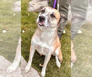 Mutt Dogs for adoption in Ogden, UT, USA