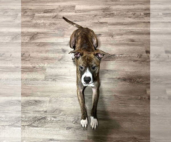 Medium Photo #5 American Pit Bull Terrier Puppy For Sale in Rockville, MD, USA
