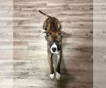Small #4 American Pit Bull Terrier