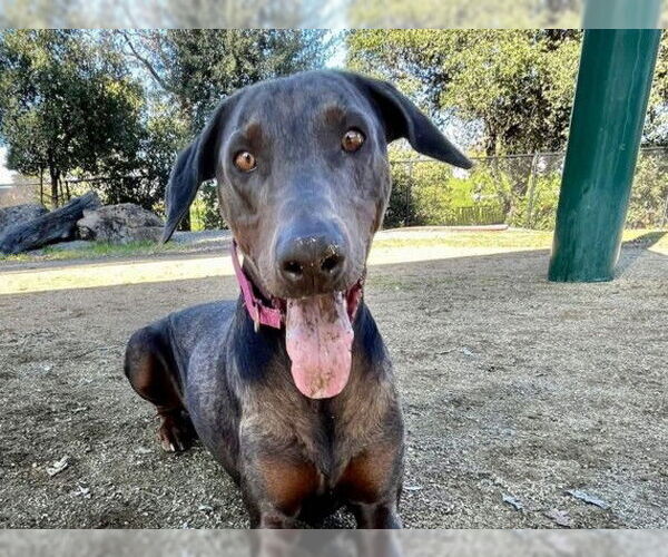 Medium Photo #2 Doberman Pinscher Puppy For Sale in Martinez, CA, USA