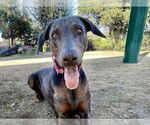 Small #1 Doberman Pinscher