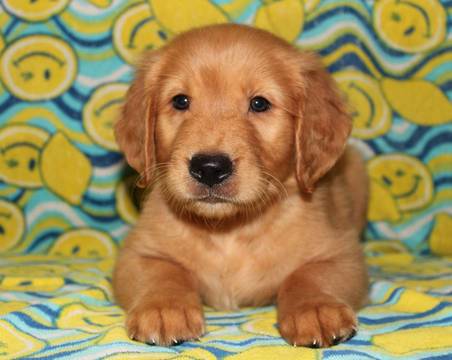 Medium Photo #1 Golden Retriever Puppy For Sale in GREENEVILLE, TN, USA