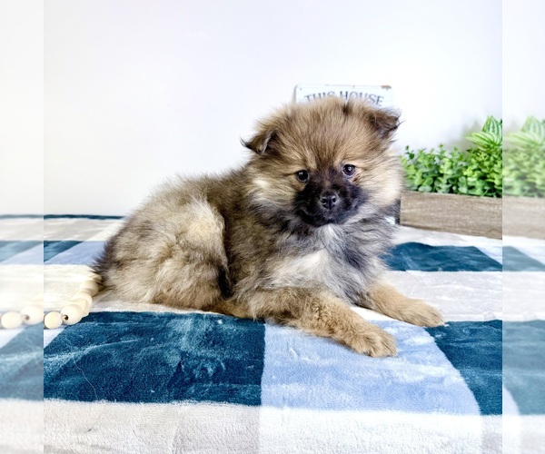 Medium Photo #5 Pomeranian Puppy For Sale in GREENFIELD, IN, USA