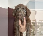 Small Photo #9 Labradoodle Puppy For Sale in NAPLES, FL, USA