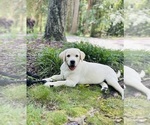 Small #2 Labrador Retriever