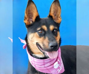 Mutt Dogs for adoption in Pasadena, CA, USA