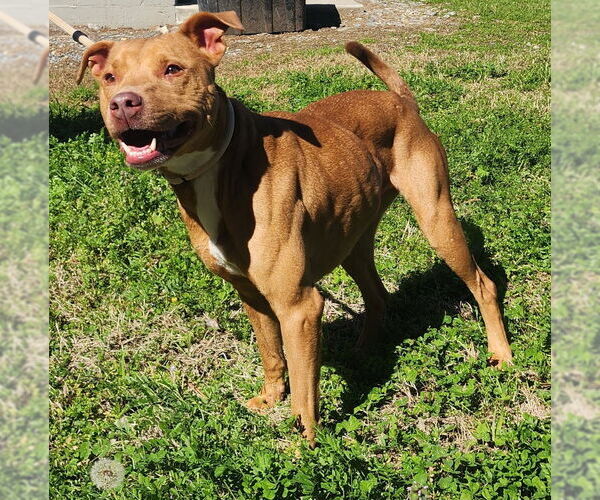 Medium Photo #2 American Pit Bull Terrier-Unknown Mix Puppy For Sale in Wetumpka, AL, USA