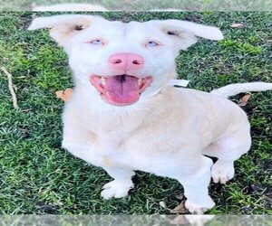 Doberman Pinscher-Siberian Husky Mix Dogs for adoption in Riverside, CA, USA