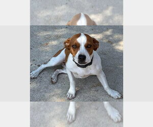Boxer Dogs for adoption in Austin, TX, USA