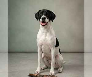 Great Dane-Pointer Mix Dogs for adoption in Vail, AZ, USA