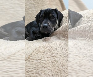 Boxer-Unknown Mix Dogs for adoption in Duluth, MN, USA