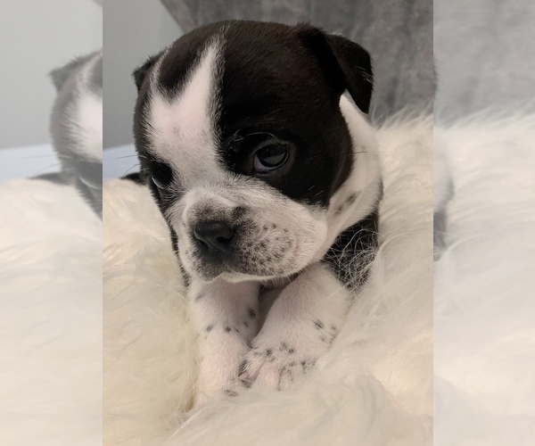 Medium Photo #1 Bulldog Puppy For Sale in JACKSONVILLE, FL, USA