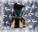 Small Photo #2 German Shepherd Dog Puppy For Sale in EAST EARL, PA, USA