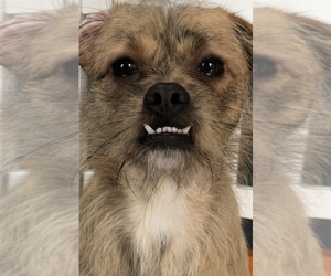 Schweenie Dogs for adoption in MAHWAH, NJ, USA